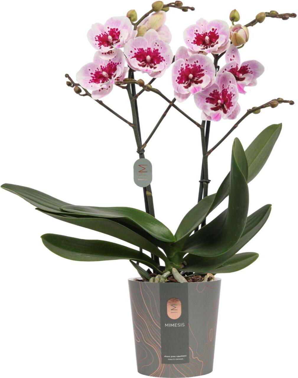 Pflanzen Orchidee Phalaenopsis Multiflora 2-Trieber H 50 cm 12 cm Topf