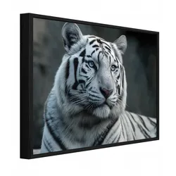 BILDER mit Rahmen Tiger Tiere Weiß 100x70 cm