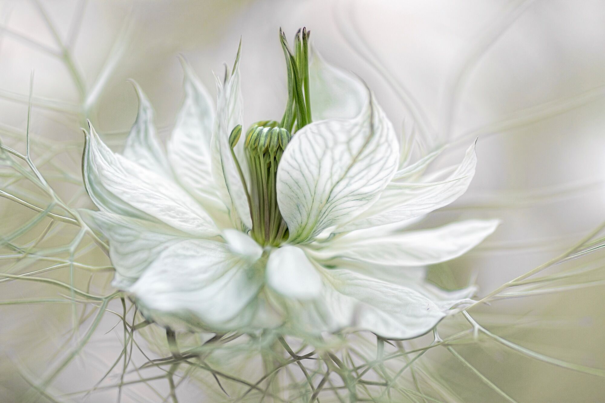 Fototapete PAPERMOON "Photo-Art MANDY DISHER, NIGELLA", bunt, B:2m L:1,49m, Vlies, Tapeten, Fototapete bunt B/L: 2m x 1,49m, Bahnen: 4 Stk.