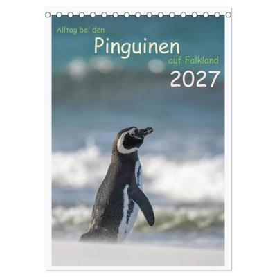 Alltag bei den Pinguinen auf Falkland (Tischkalender 2027 DIN A5 hoch), CALVENDO Monatskalender