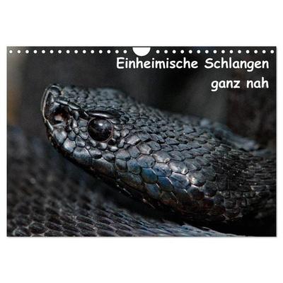 Einheimische Schlangen ganz nah (Wandkalender 2026 DIN A4 quer), CALVENDO Monatskalender