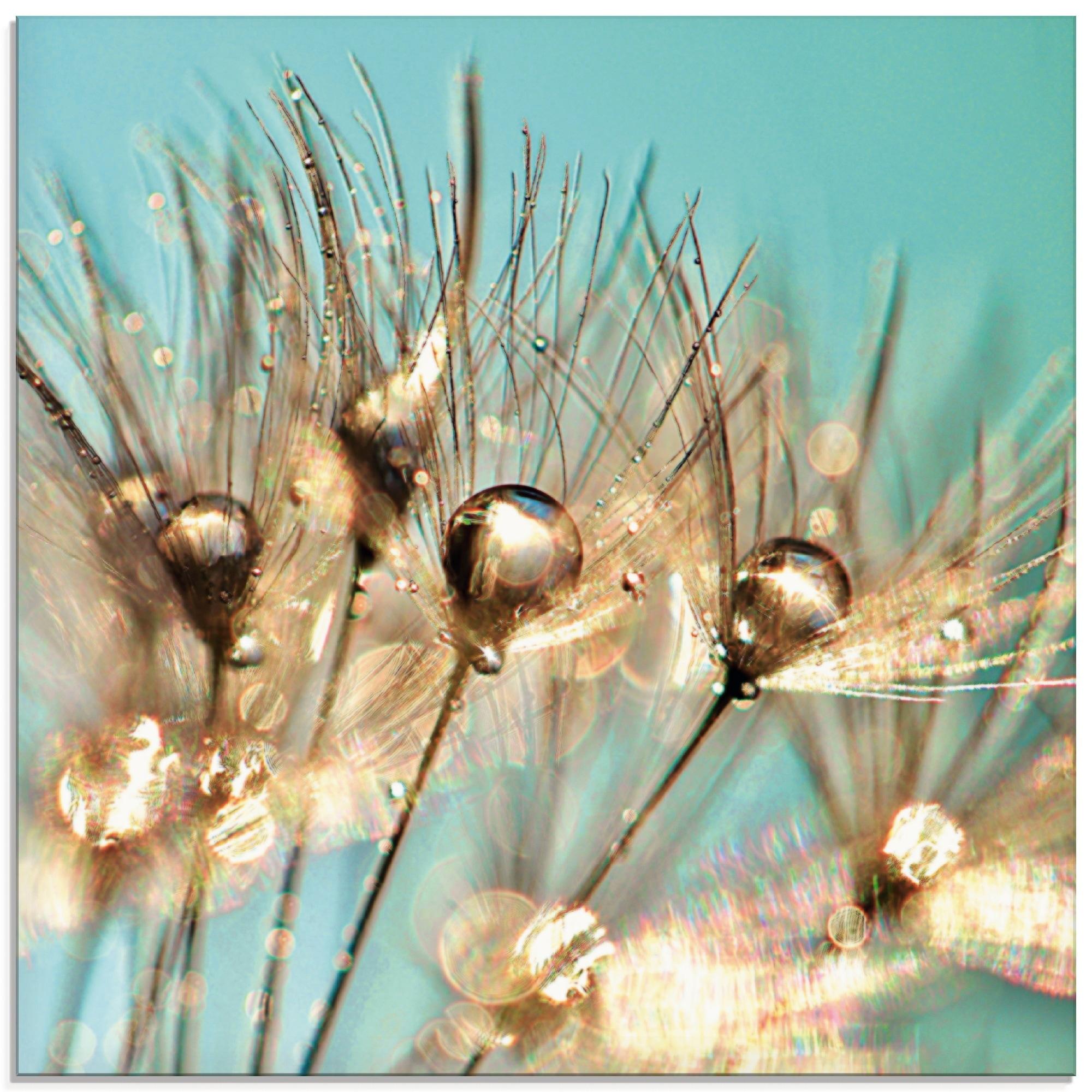 Glasbild ARTLAND "Pusteblume Goldener Tau", blau (farbe bild(er): blau), B:50cm H:50cm, Bilder, in verschiedenen Größen