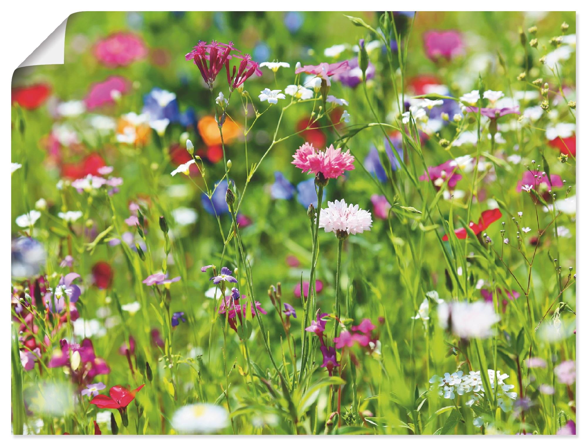Wandbild ARTLAND "Blumenwiese I", grün (farbe bild(er): grün), B:60cm H:45cm, Bilder, als Leinwandbild, Poster in verschied. Größen